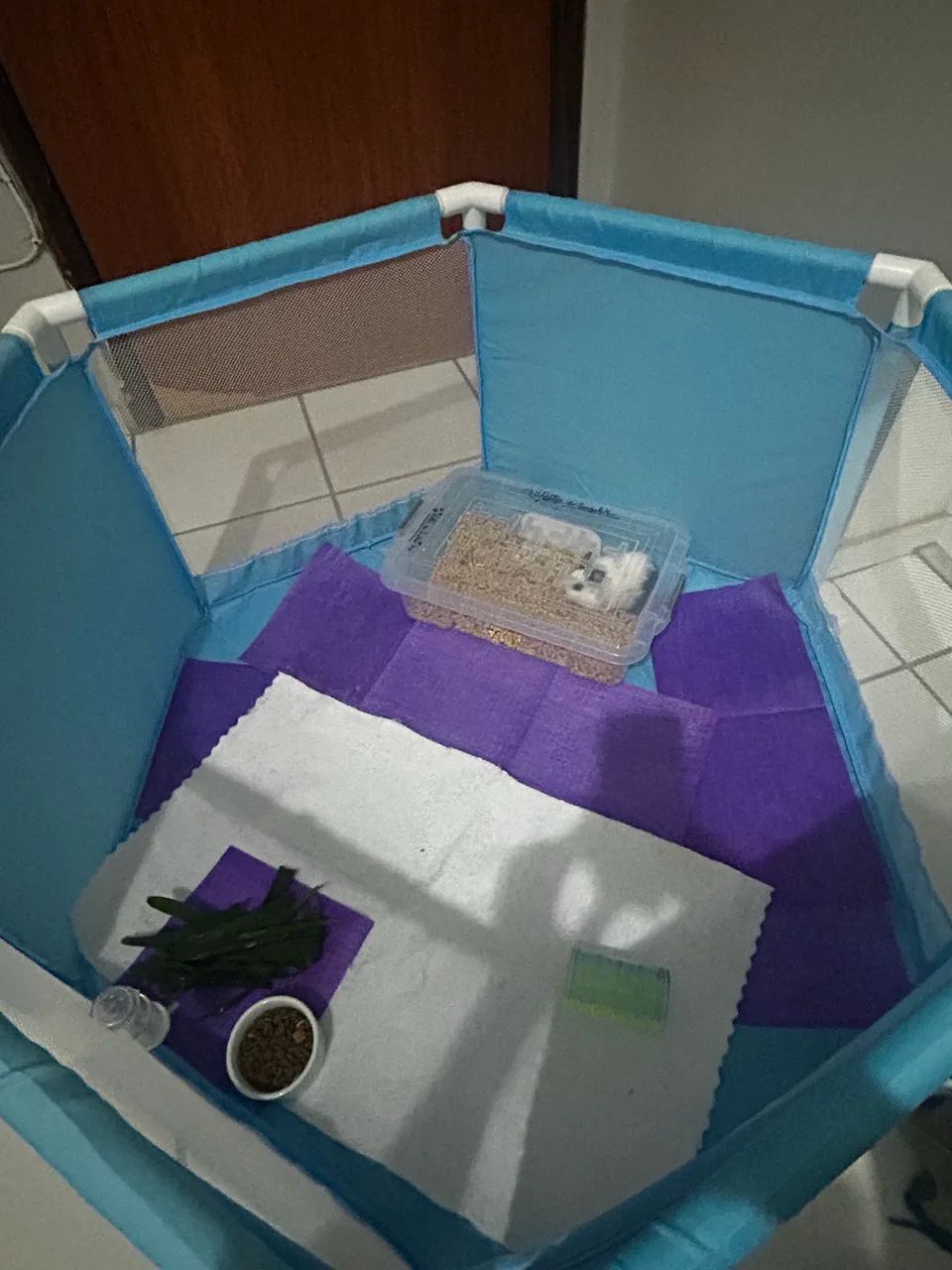 Vendo casal de porquinho da índia 