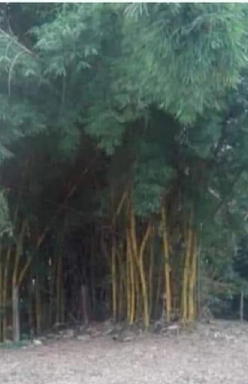 Terreno em chácara  - Foto 3