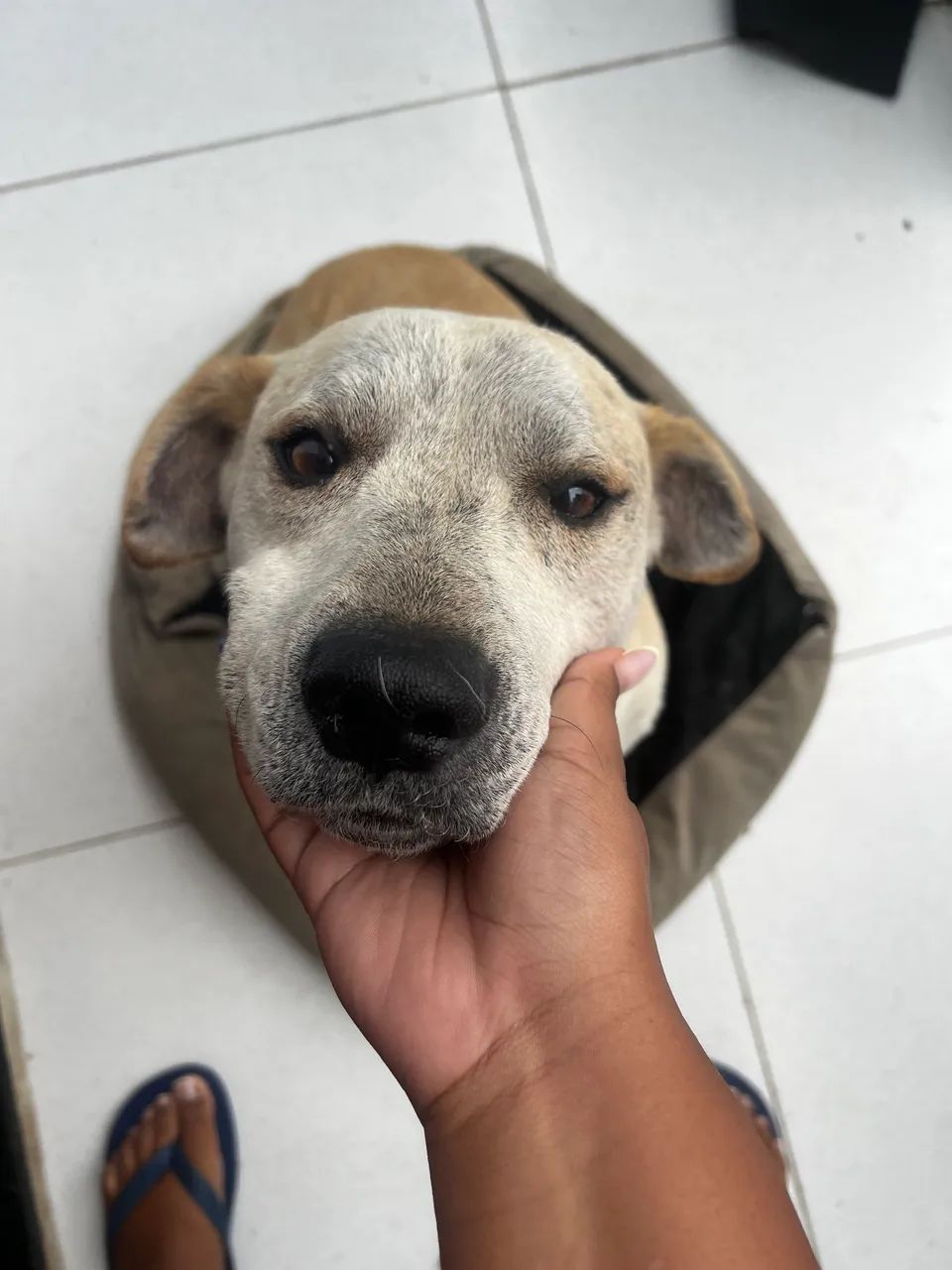 Doação responsável  - Foto 3