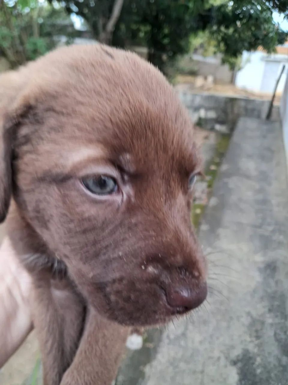 Filhotes labrador  - Foto 5
