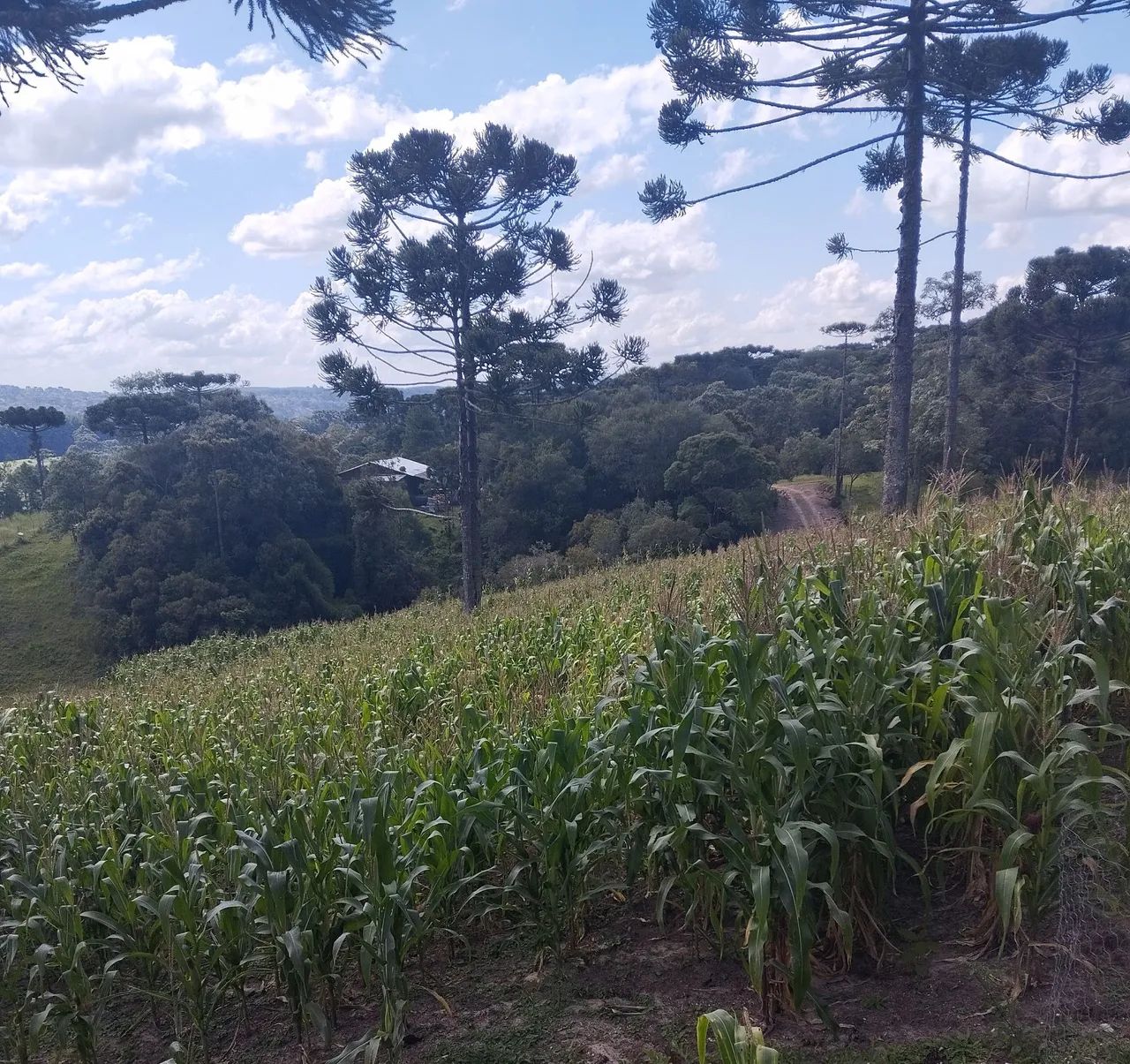 Milho Verde Sem Casca - Direto da Roça! 6 por R$5 - Foto 4