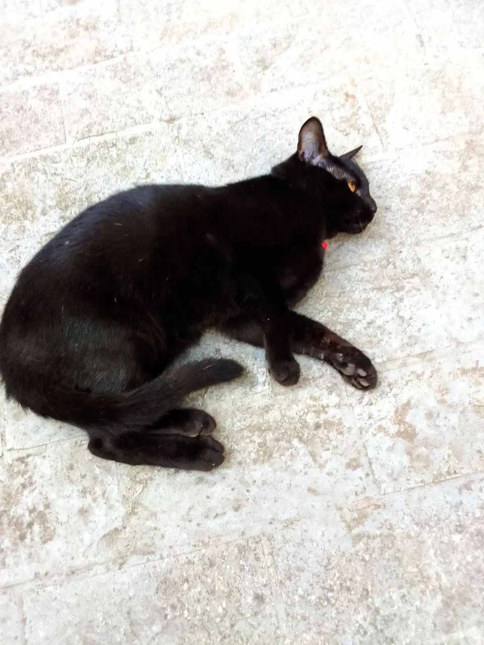 Doação gato macho chama no zap - Foto 6
