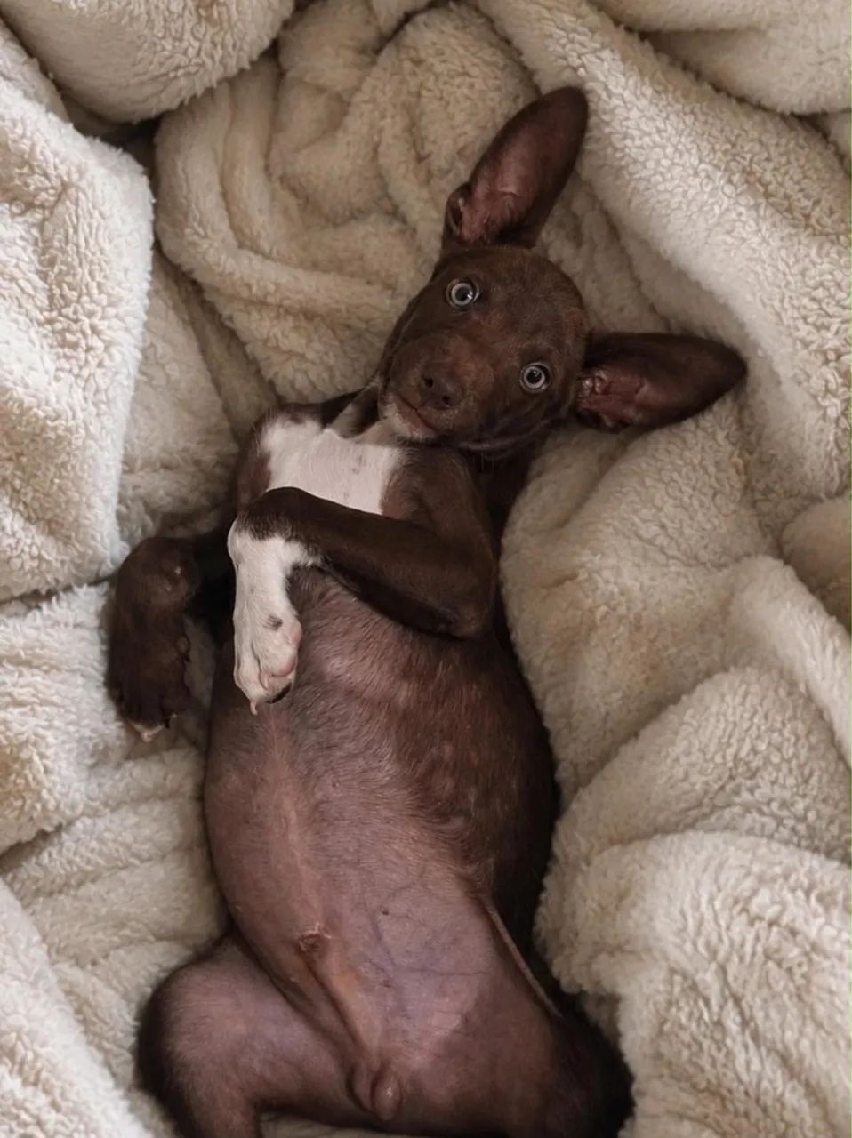 Cachorro 3 meses - Foto 2