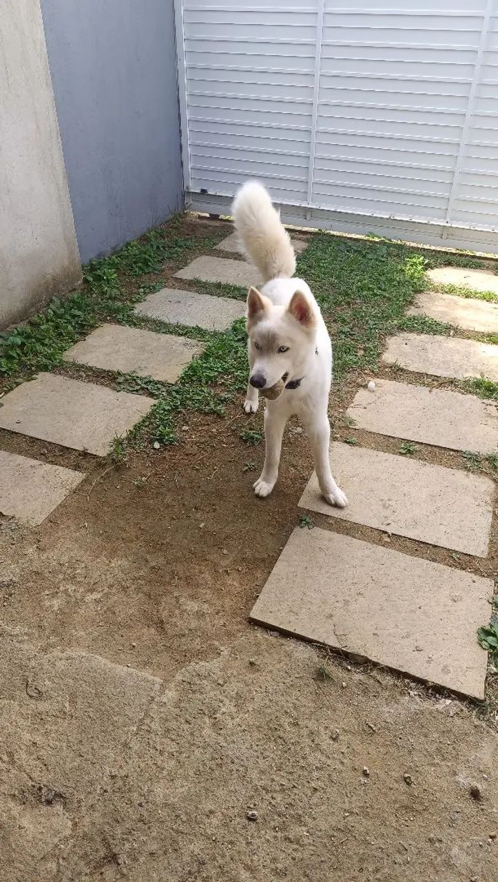 Cachorro 1 ano - Foto 3