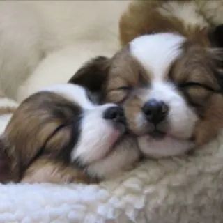 Papillon Lindos peludinhos