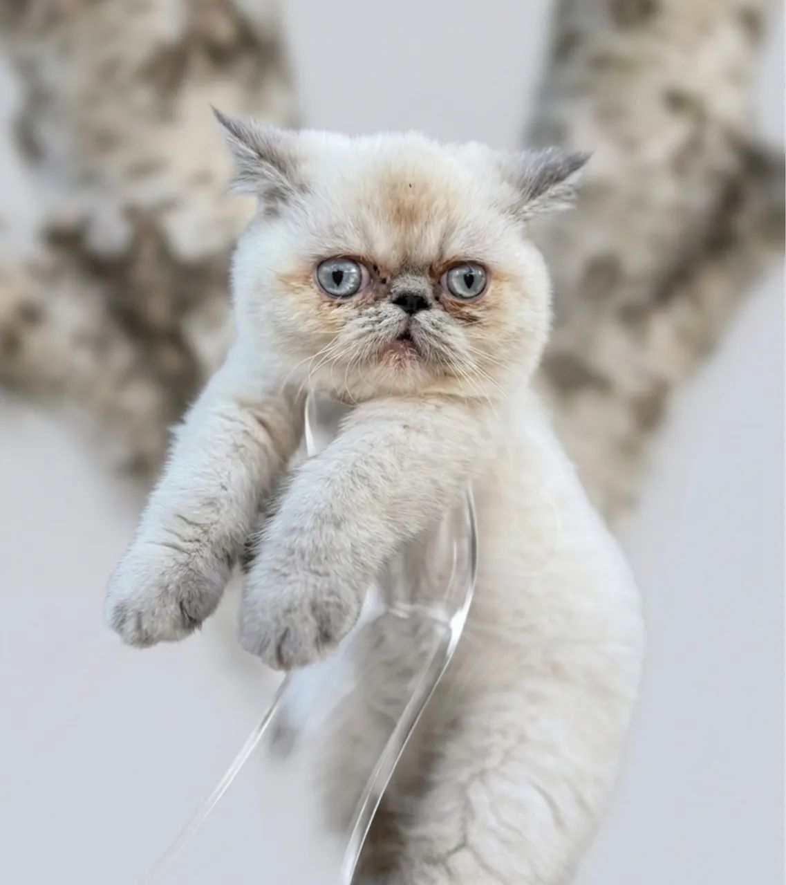 Gato persa  - Foto 2