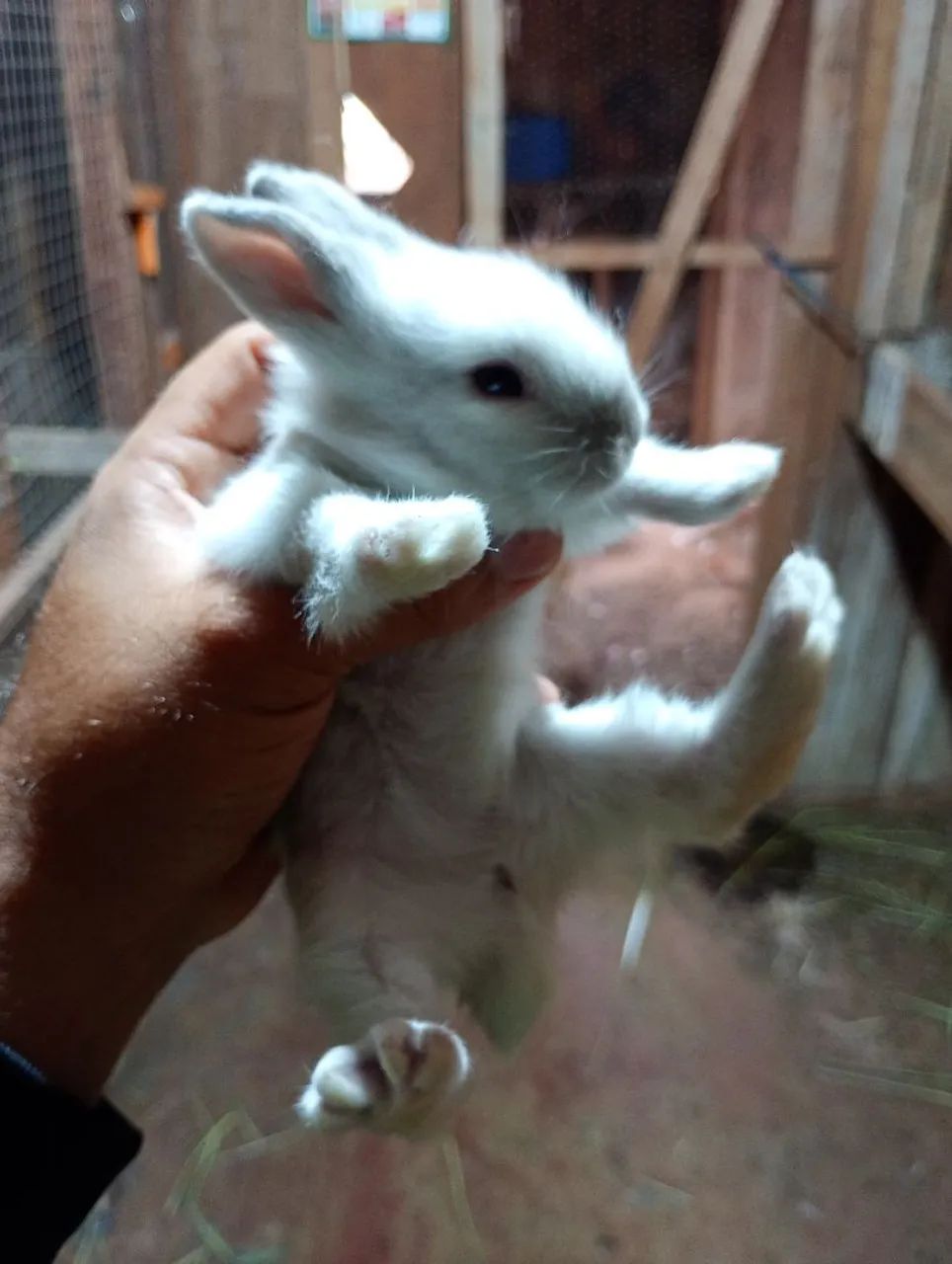 Mini Coelho - Foto 5