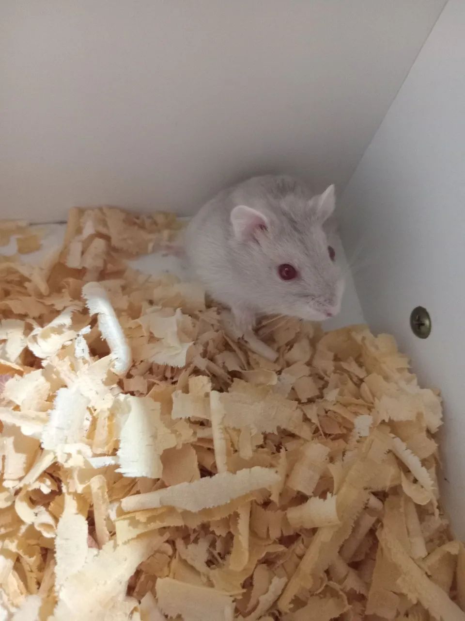 Hamster Anão Russo  - Foto 2
