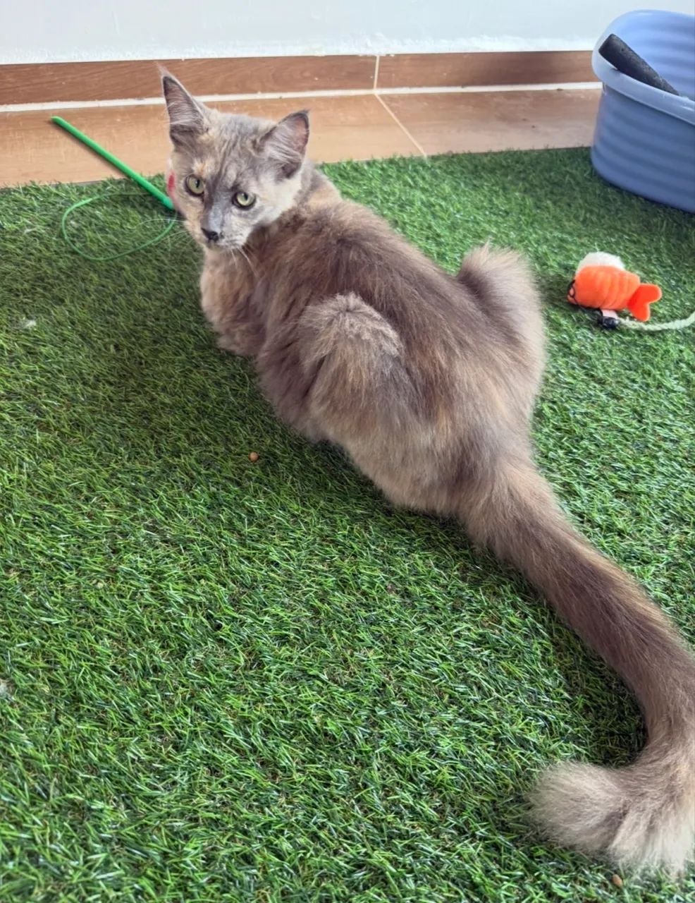Maine Coon Fêmea com Pedigree  - Foto 2