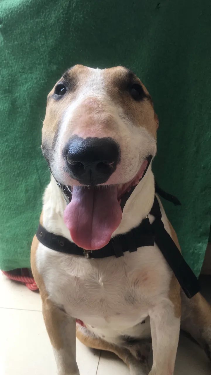 Bullterrier para monta  - Foto 3