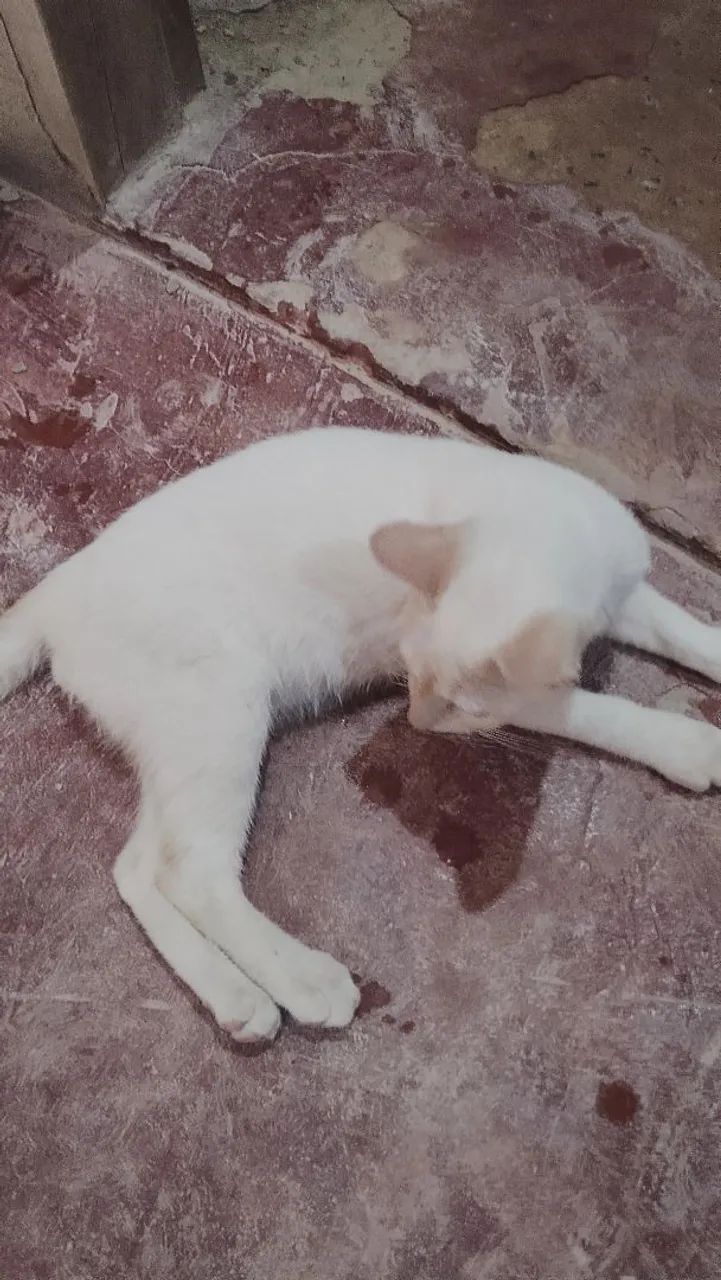 Doação gato macho  - Foto 2