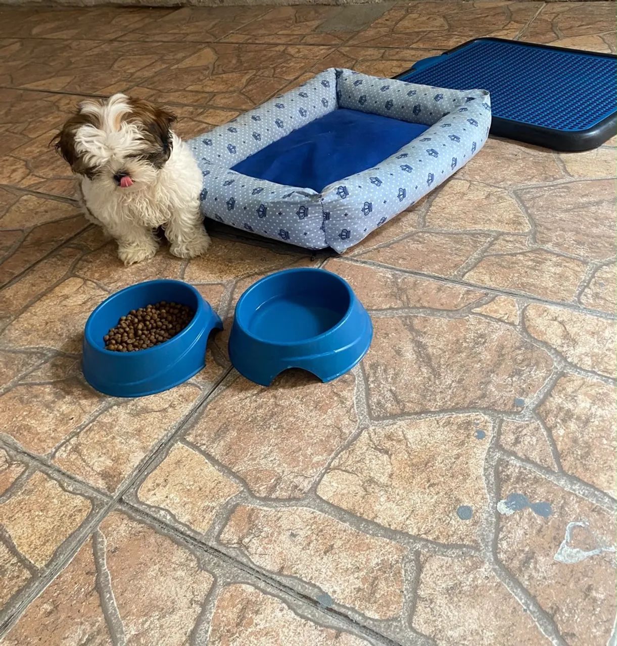 Shihtzu macho - Foto 2