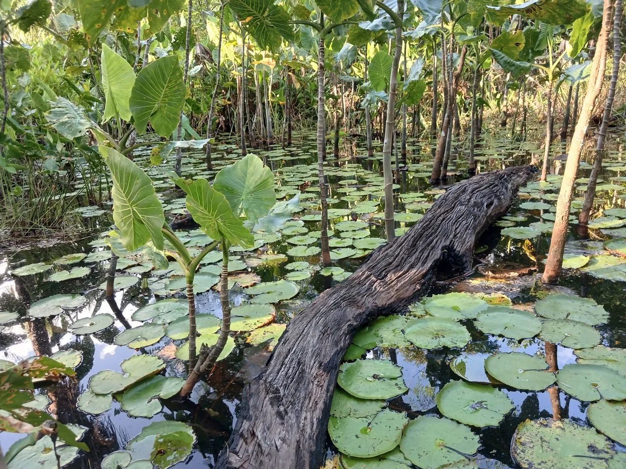 Sitio à Venda - Foto 4