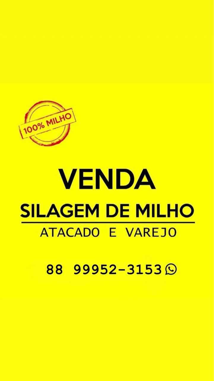 Silagem de milho. - Foto 5