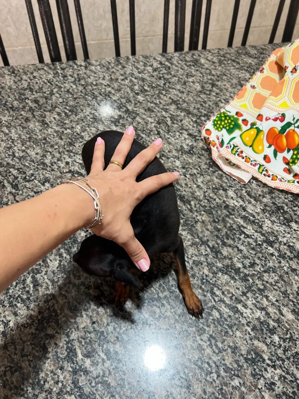 Pinscher zero - Foto 2