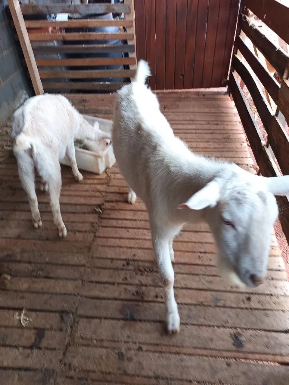 Cabcabras saney  - Foto 3