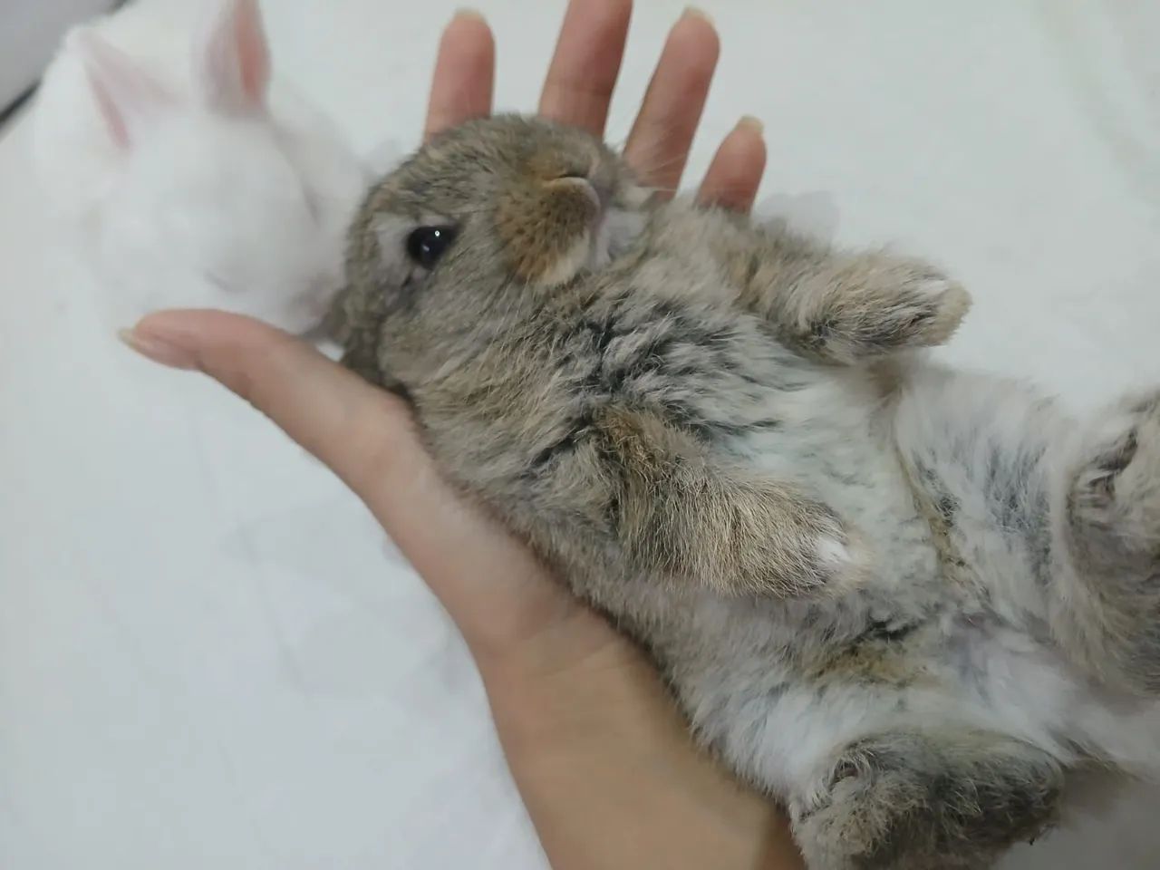 Lindos Coelhos - Foto 3