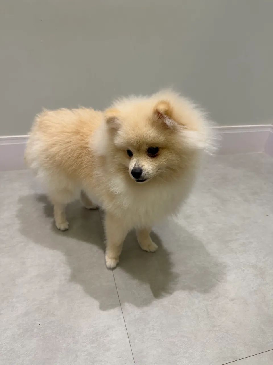 Doa Spitz Alemão  - Foto 4