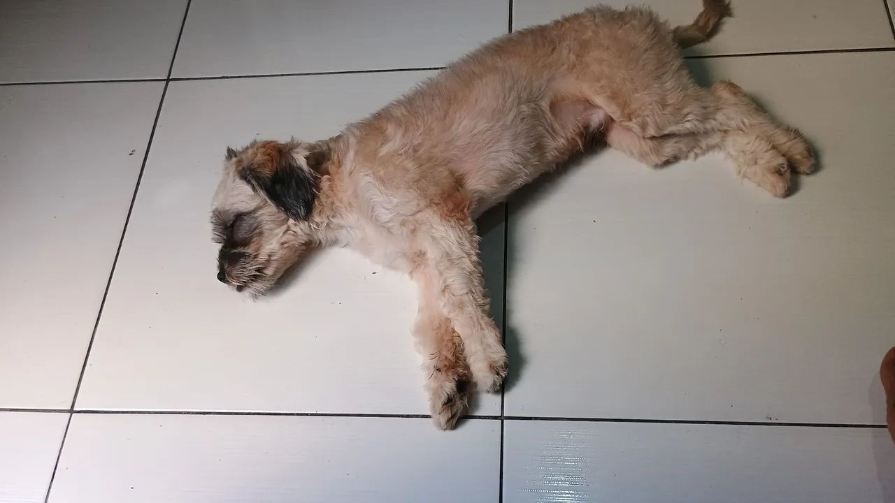 Cachorro  - Foto 4