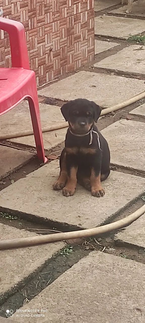 Filhotes de Rottweiler - Foto 3