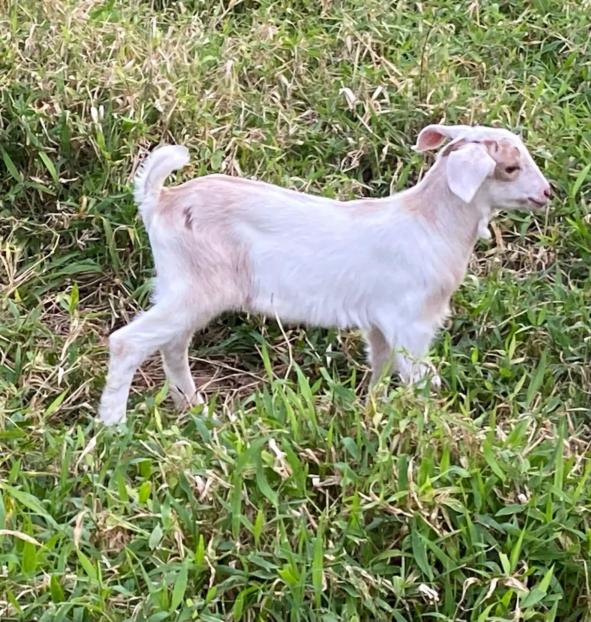 Vende-se lindo Cabrito  - Foto 5
