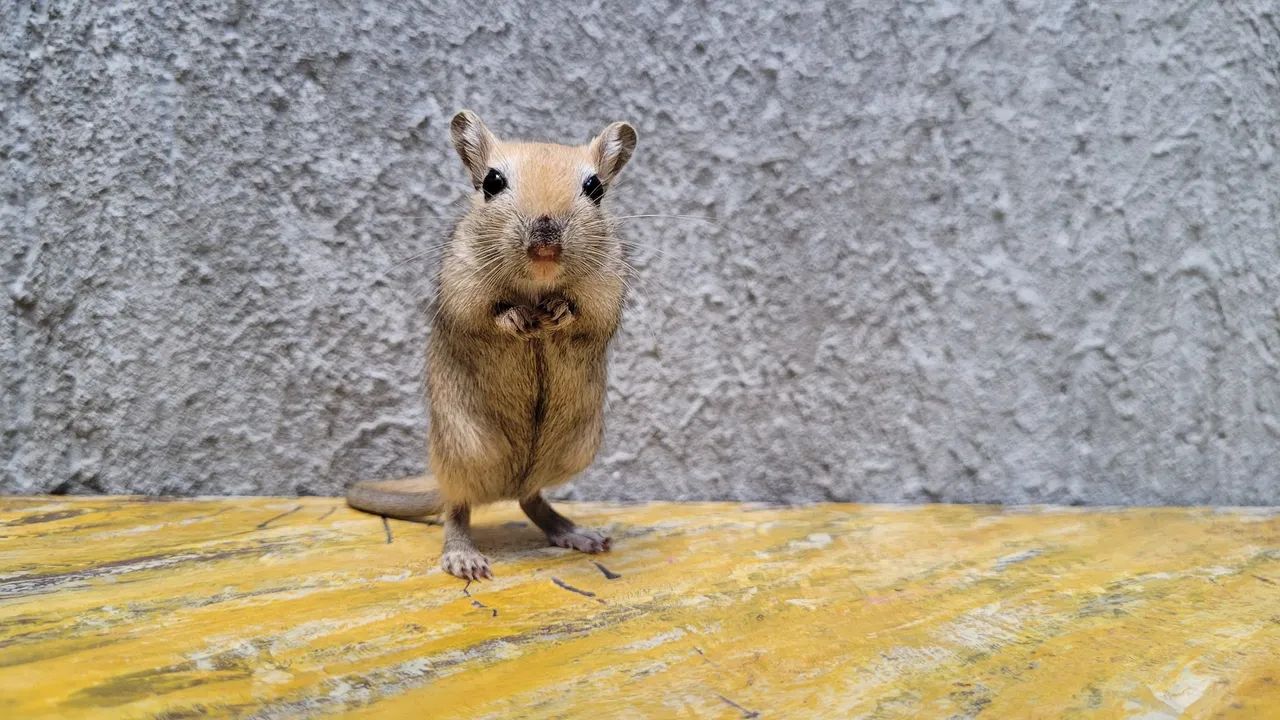 Gerbil Dupla de Fêmeas- "Esquilo da Mongólia" - Foto 2
