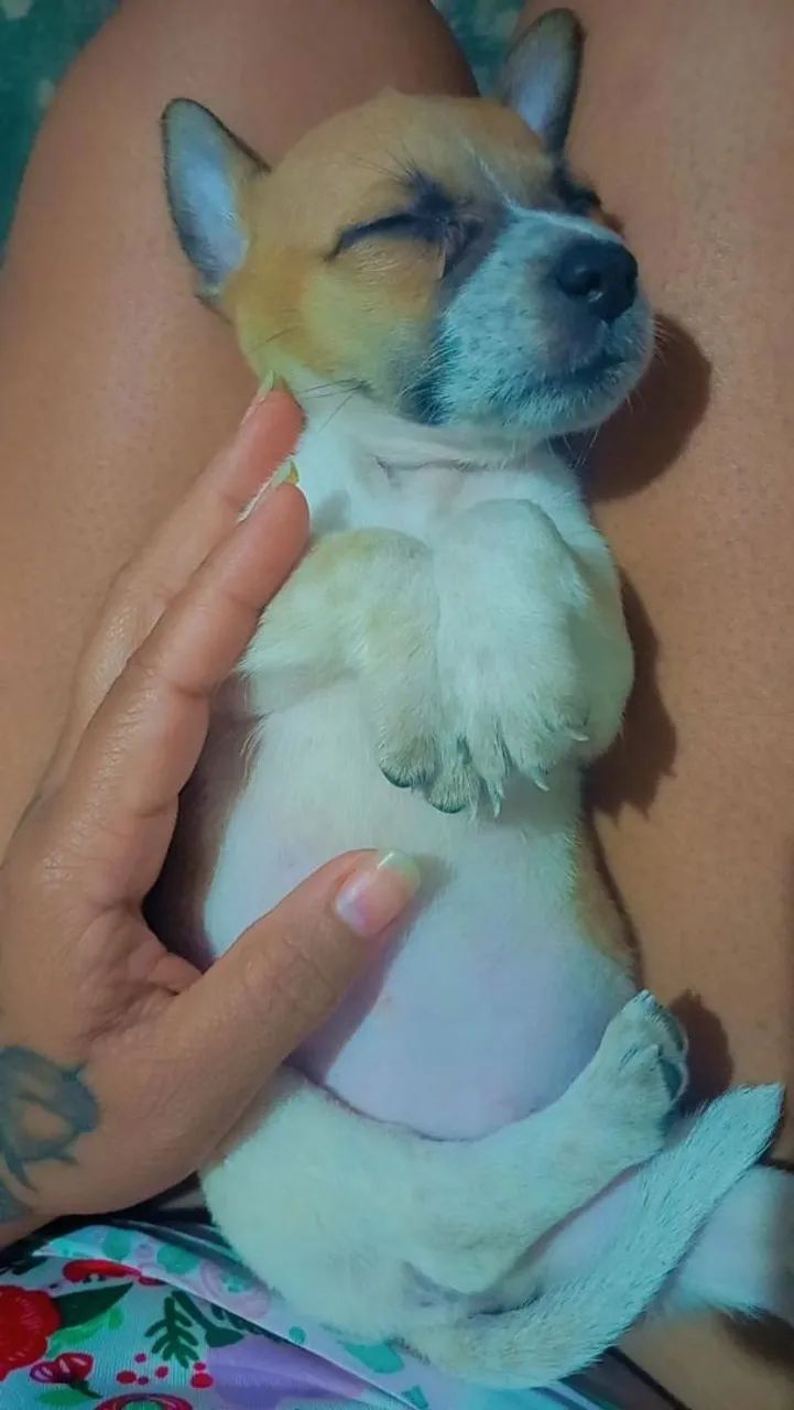 Cachorros porte pequeno - Foto 5
