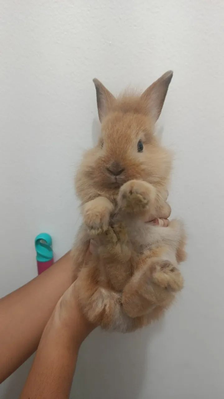 Animal mini coelho - Foto 2