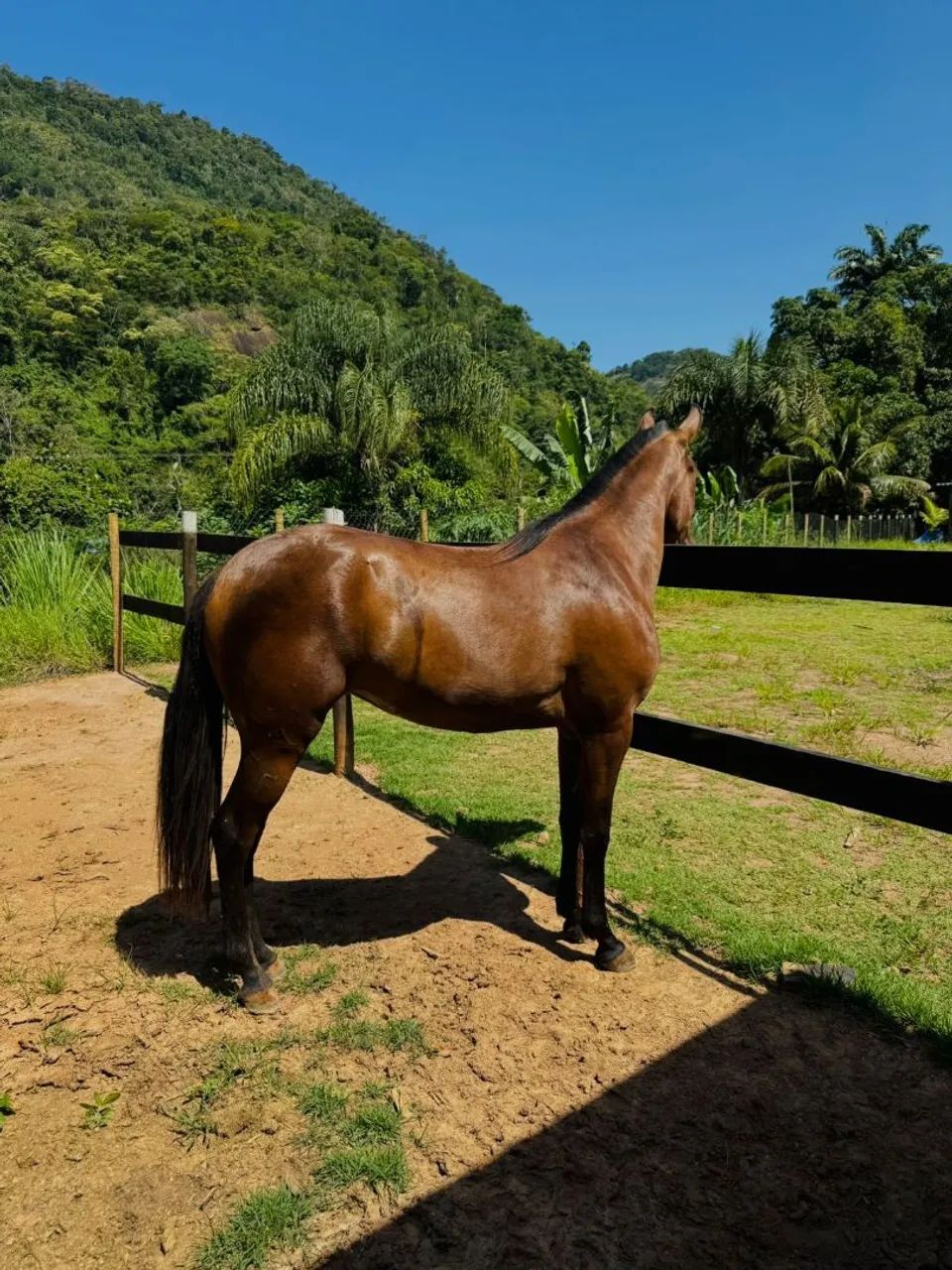 Potra egua genuíno de picado  - Foto 5