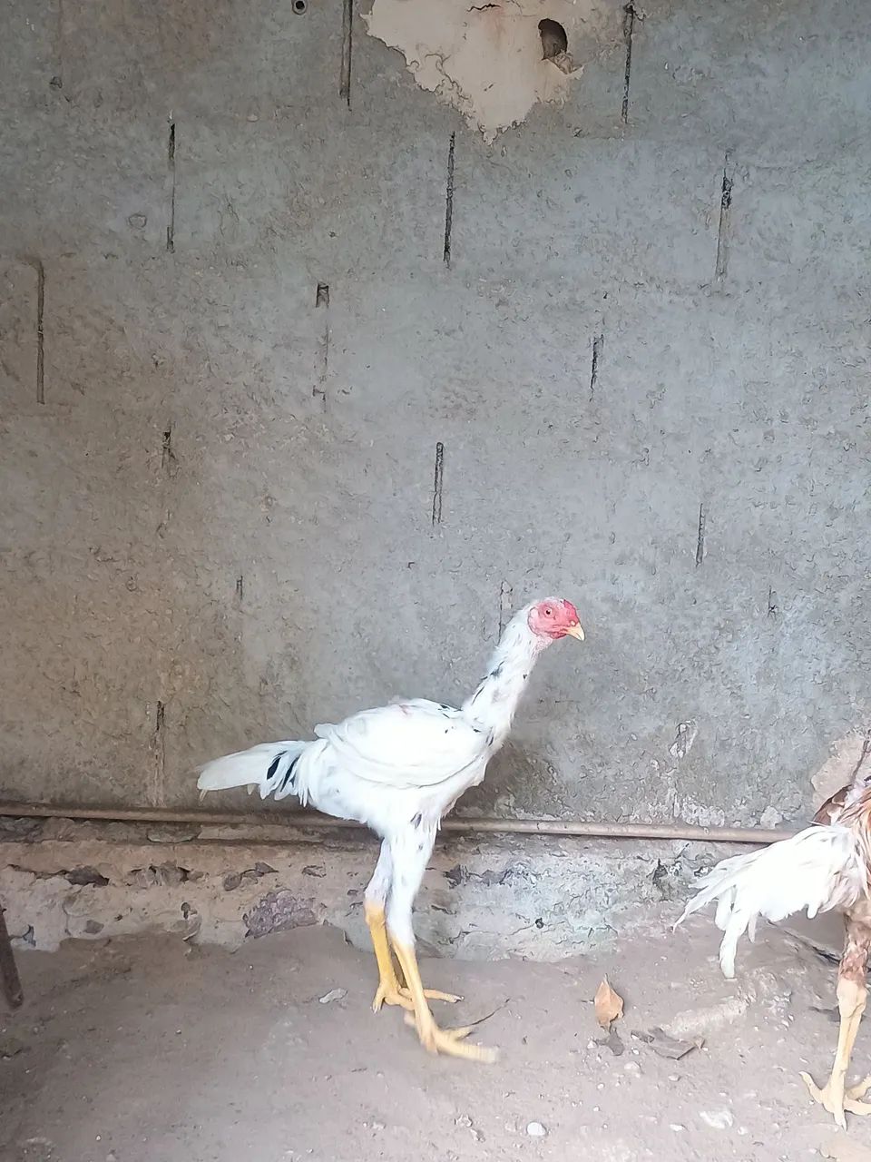  Frango índio gigante  - Foto 4