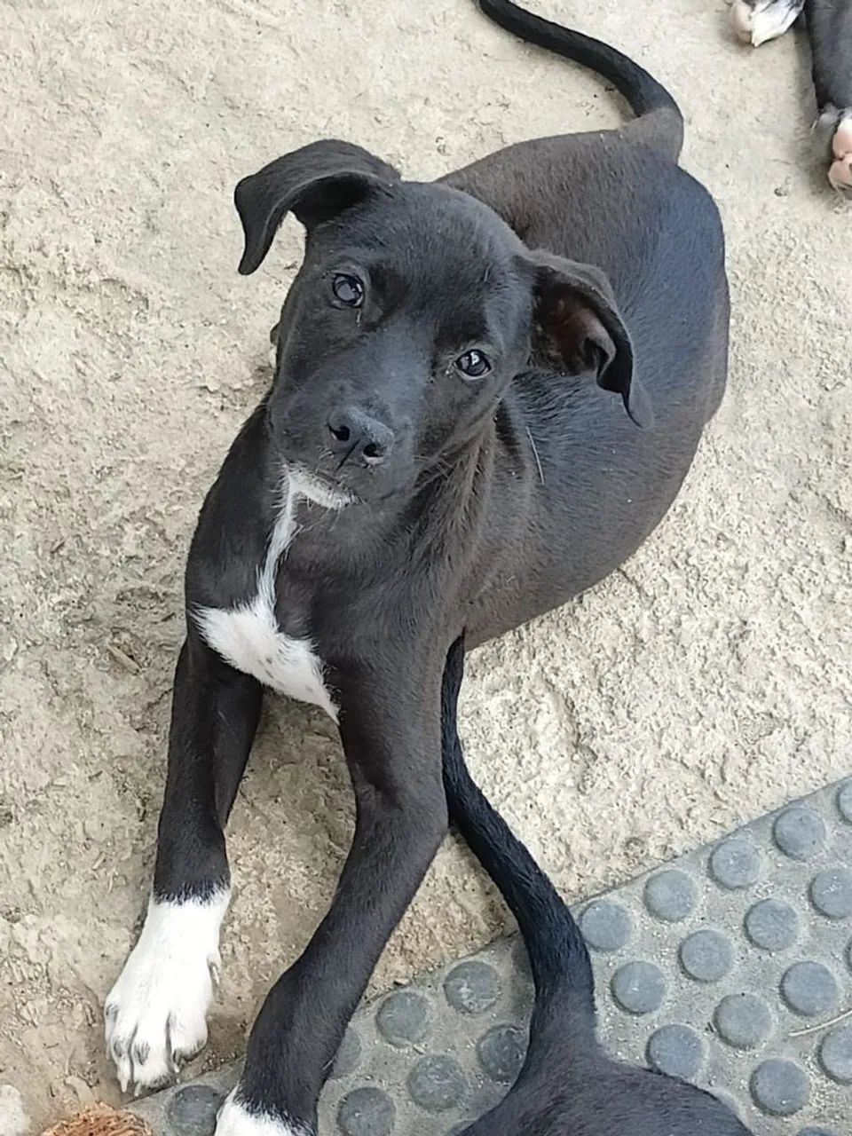 Cadela - Foto 4
