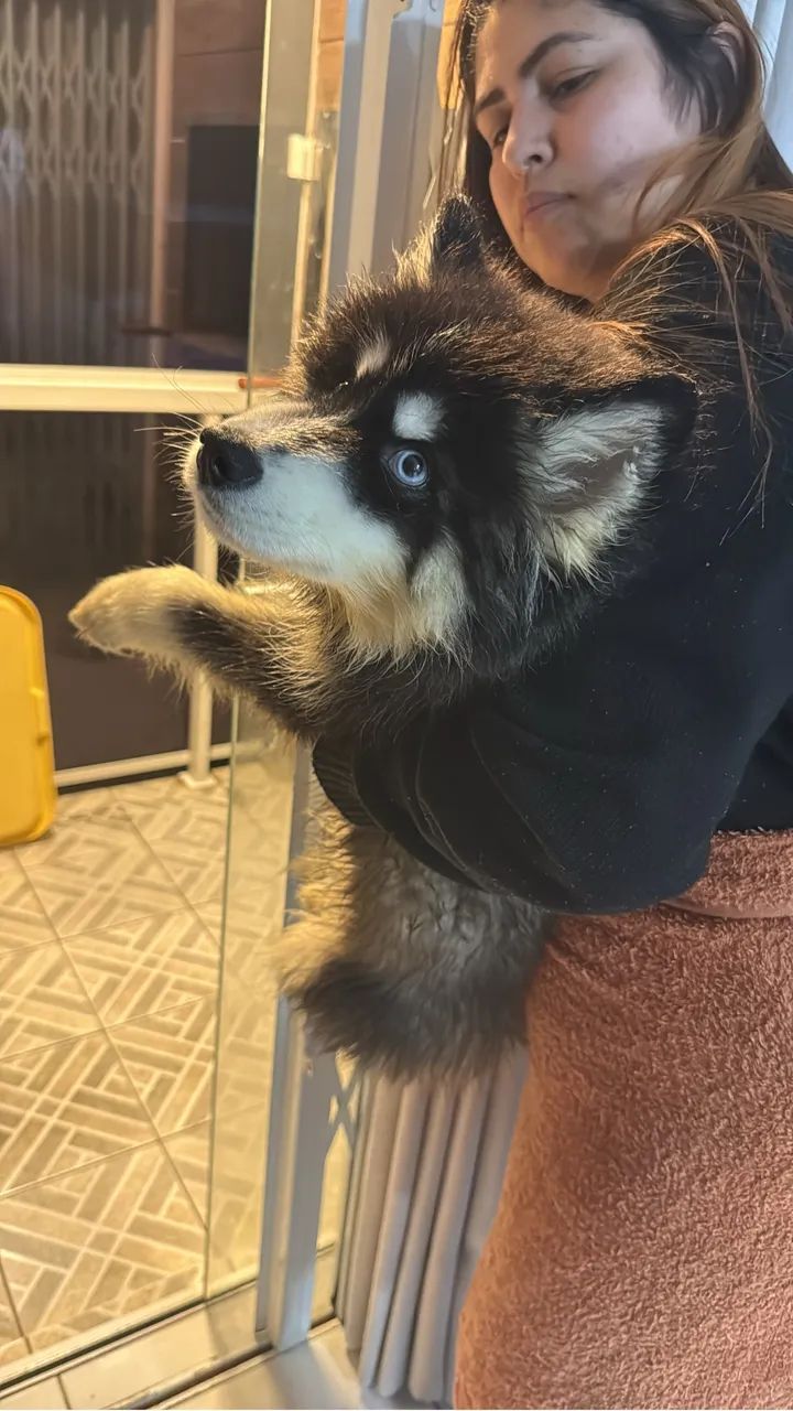 Husky siberiano  - Foto 2