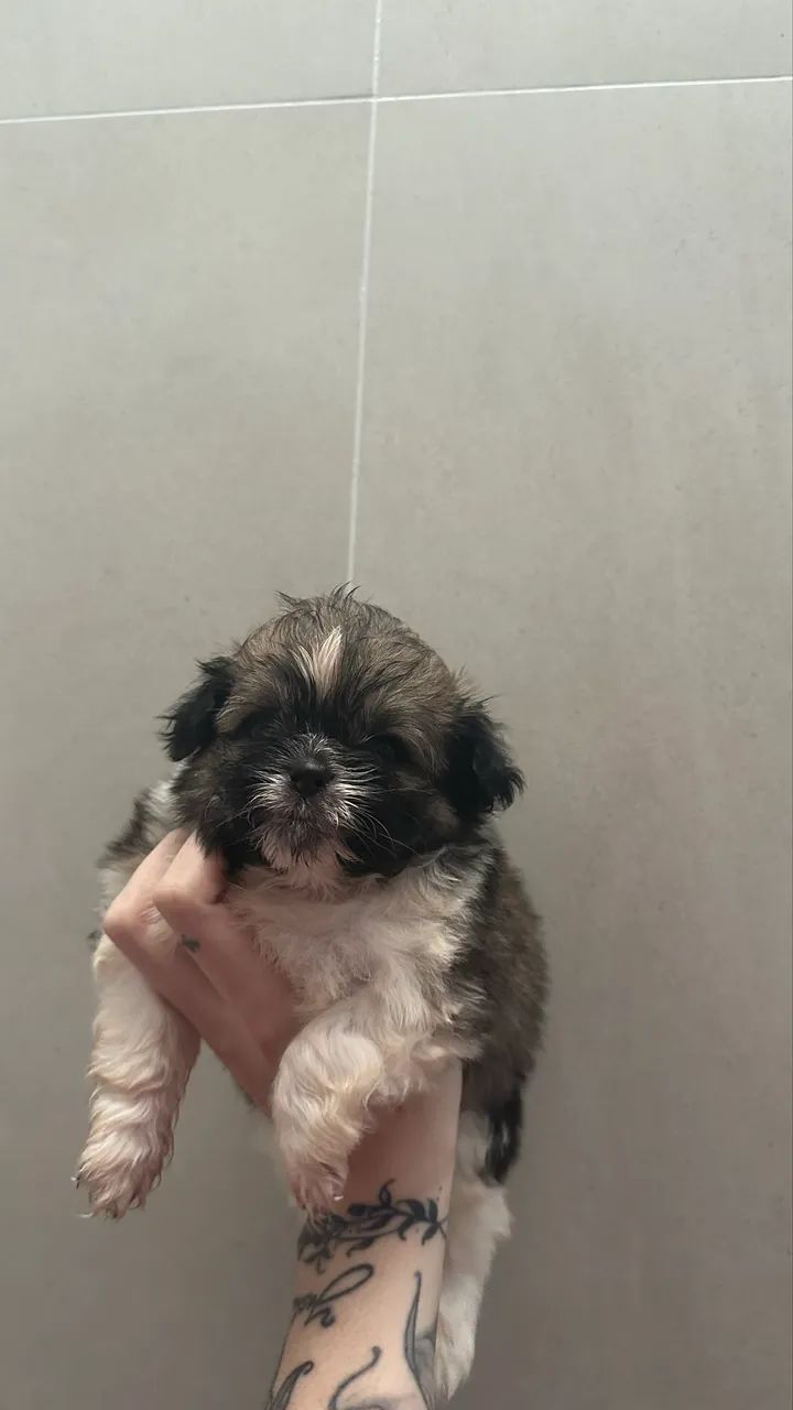 Shihtzu femea - Foto 4