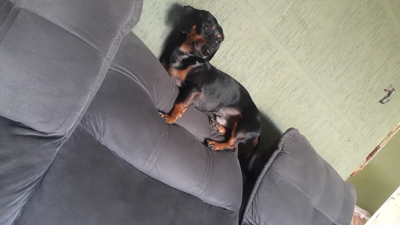 Vendo basset salsicha macho  - Foto 4