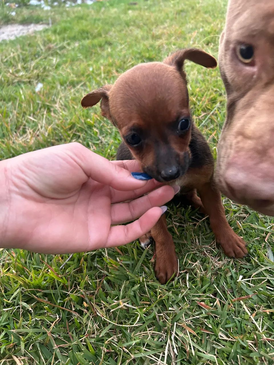 Vendo casal de Pinscher  - Foto 3