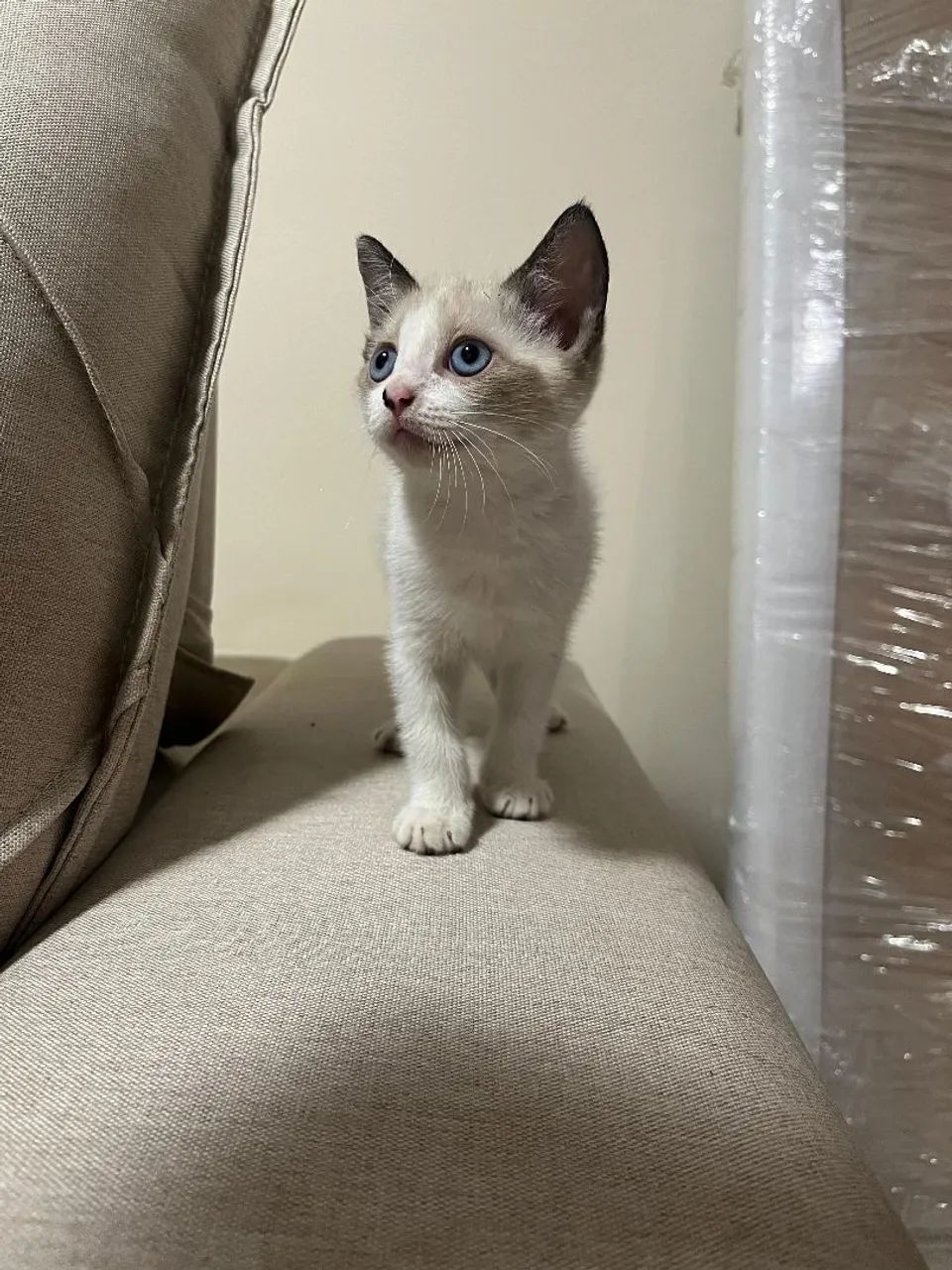 Gatinha - Foto 3