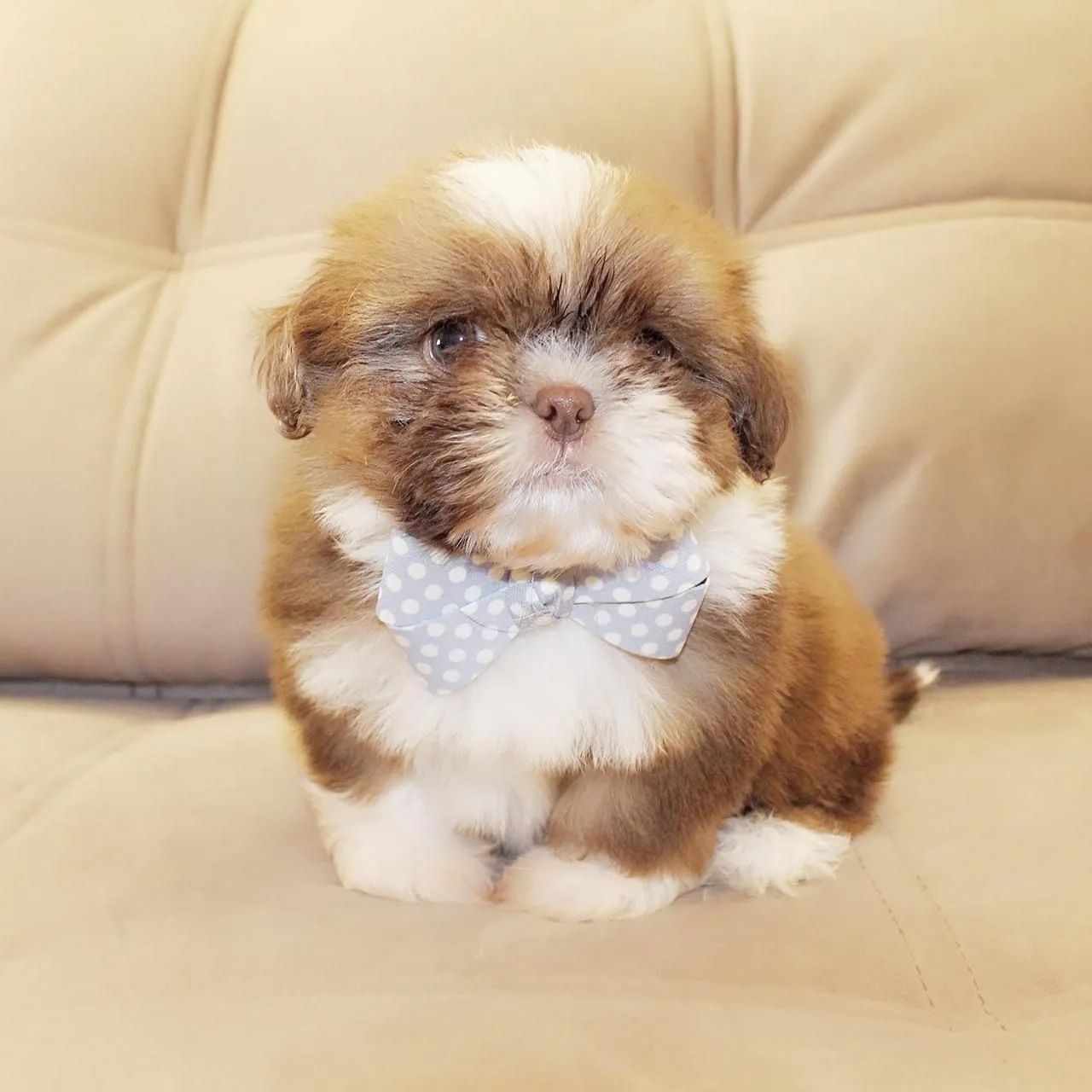 SHIHTZU mini - Foto 4