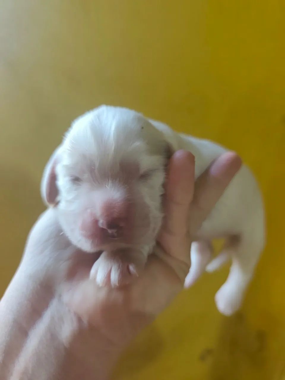 Cocker Spaniel inglês 