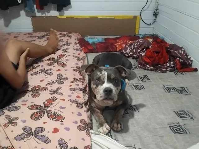 Cachorro - Foto 3
