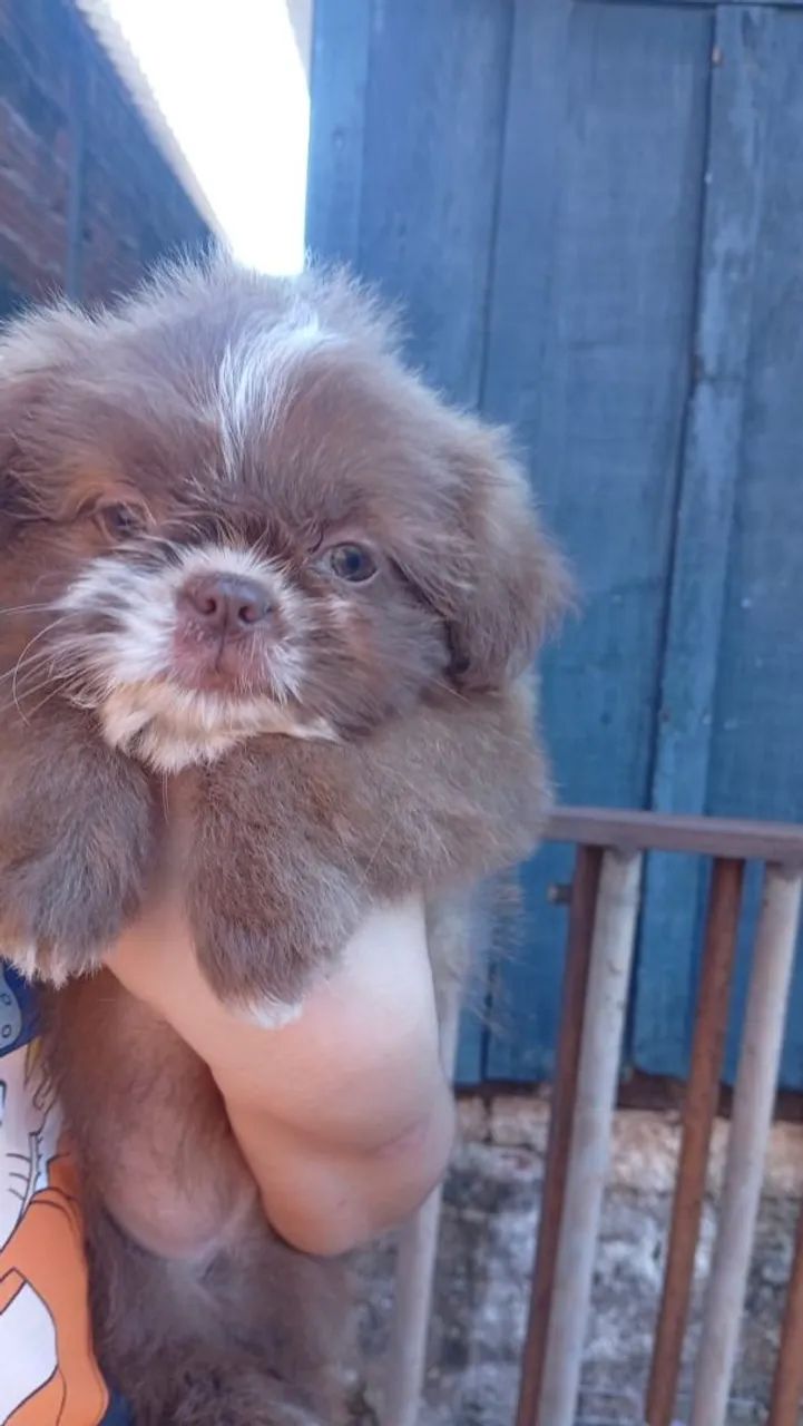 Filhotes de shihtzu micro