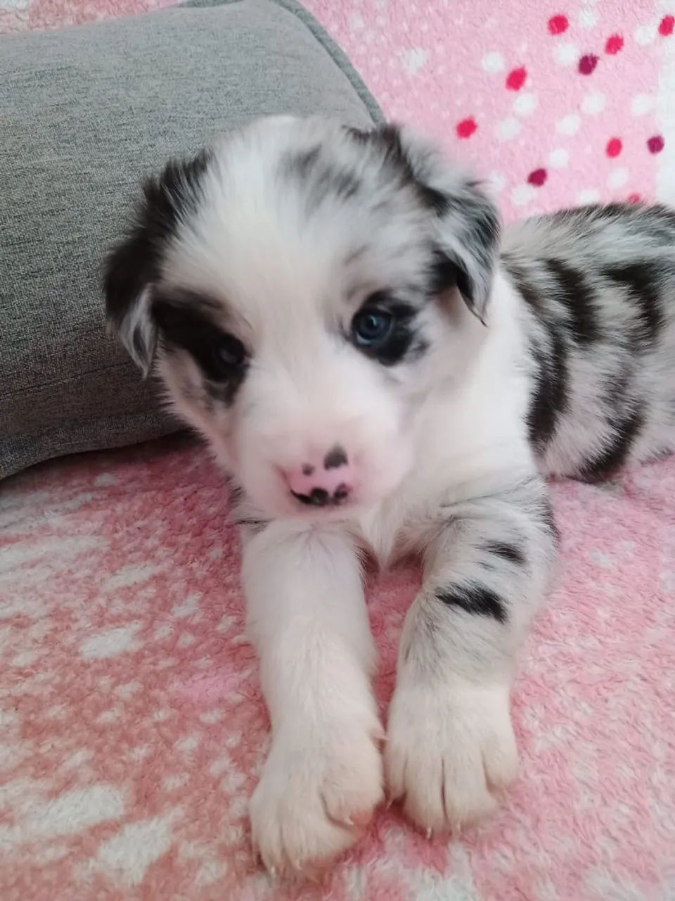 Border Collie macho merle