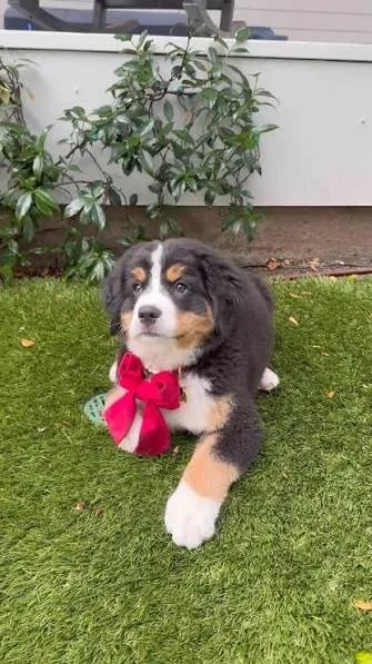 Bernese mountain filhotes 