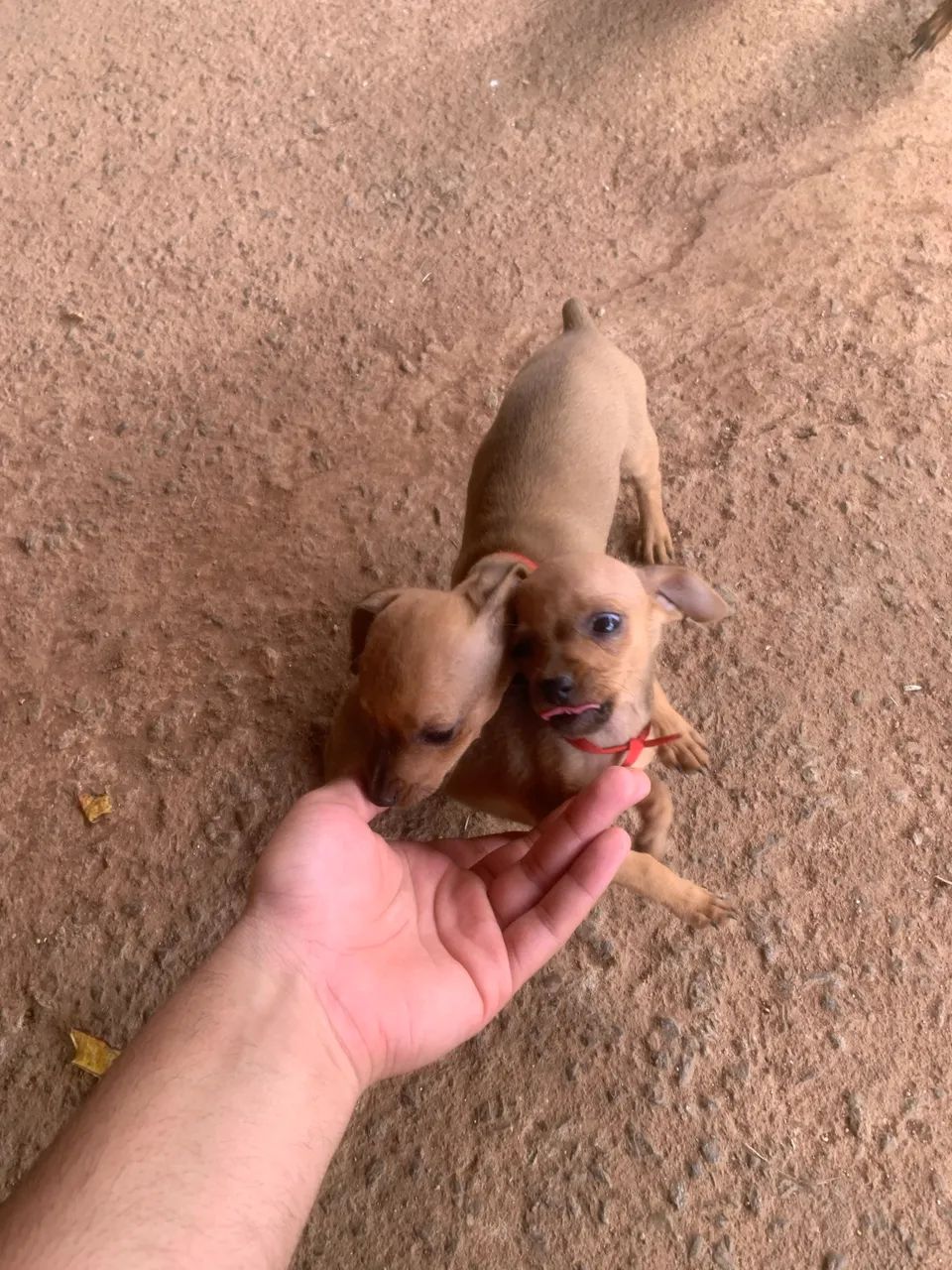 Pinscher - Foto 2
