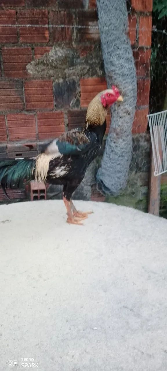 Galos disponíveis!! - Foto 5