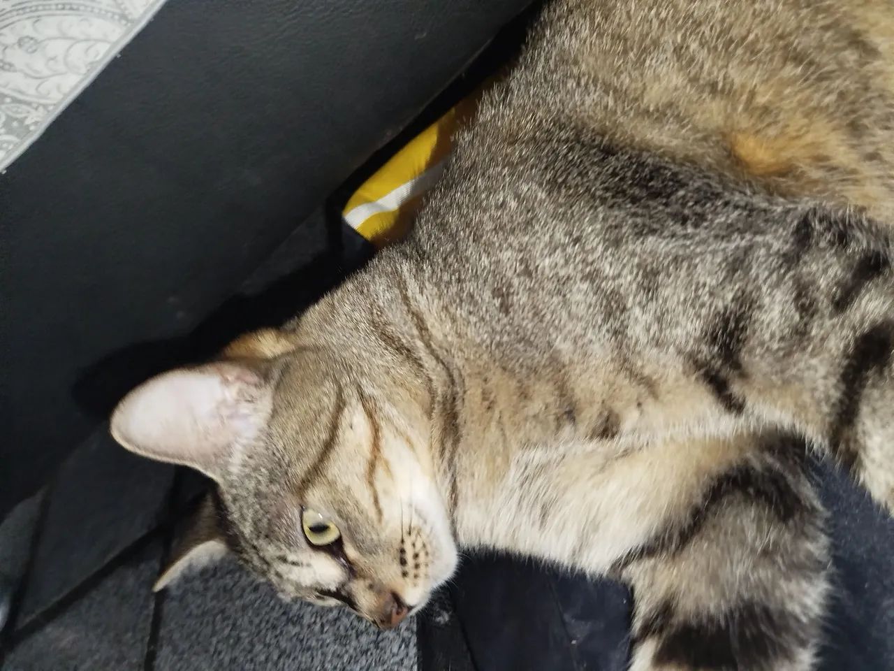 Gata castrada para adoção responsável  - Foto 3