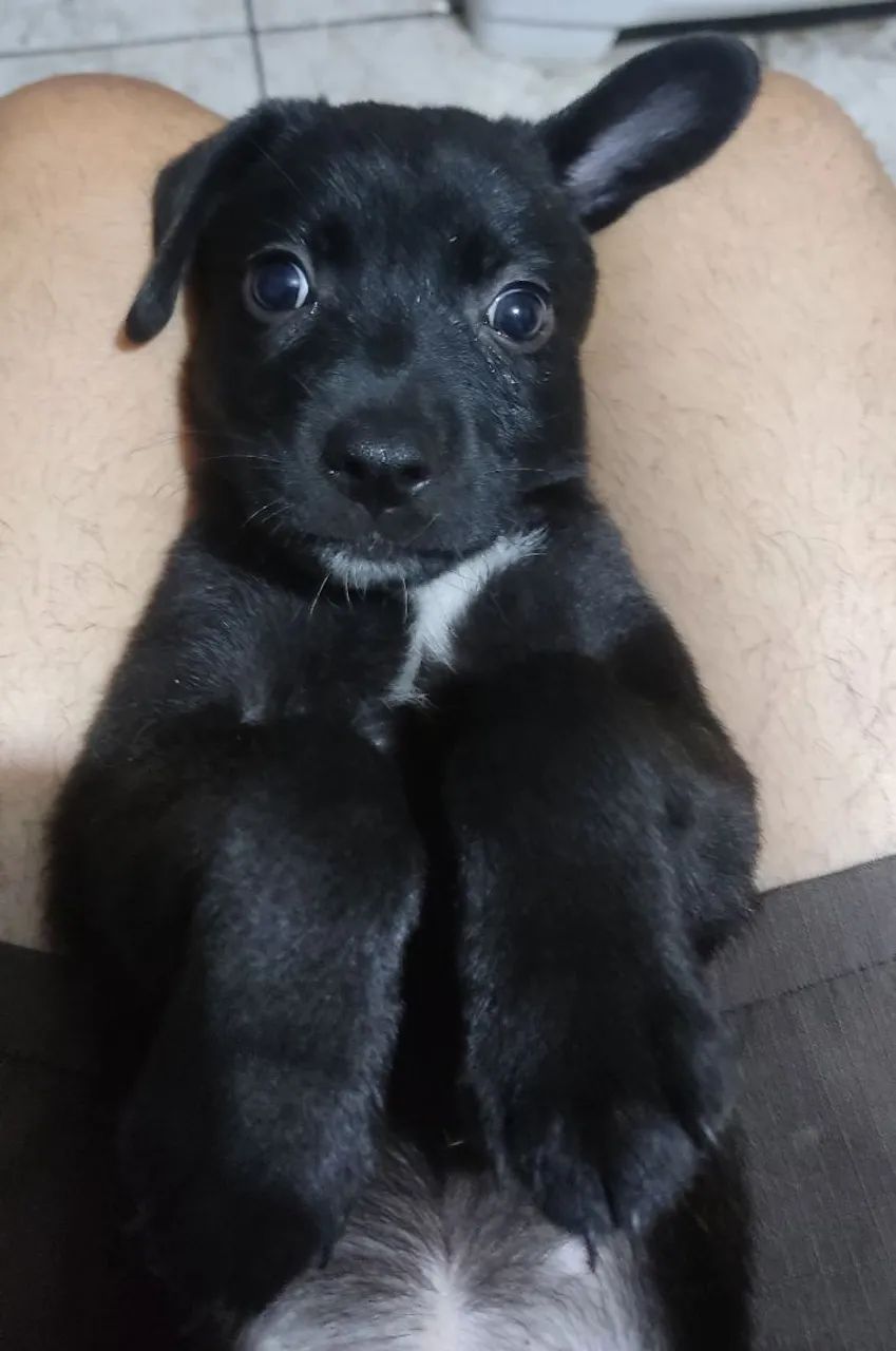 Doação ...filhotes de cachorros - Foto 2