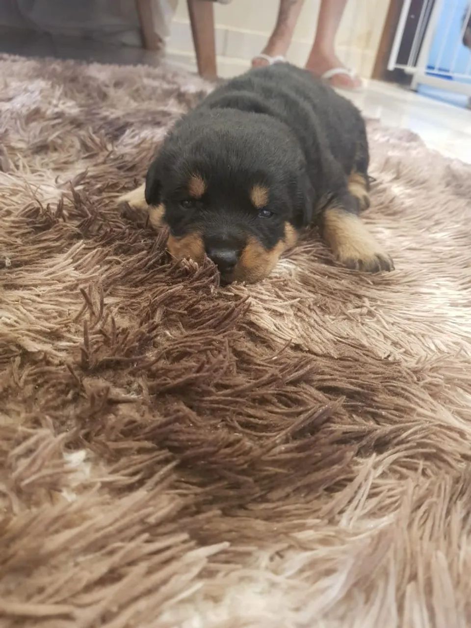 Rottweiler  - Foto 2