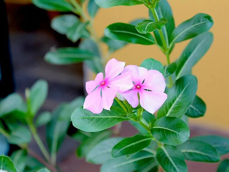 Planta  - Foto 2