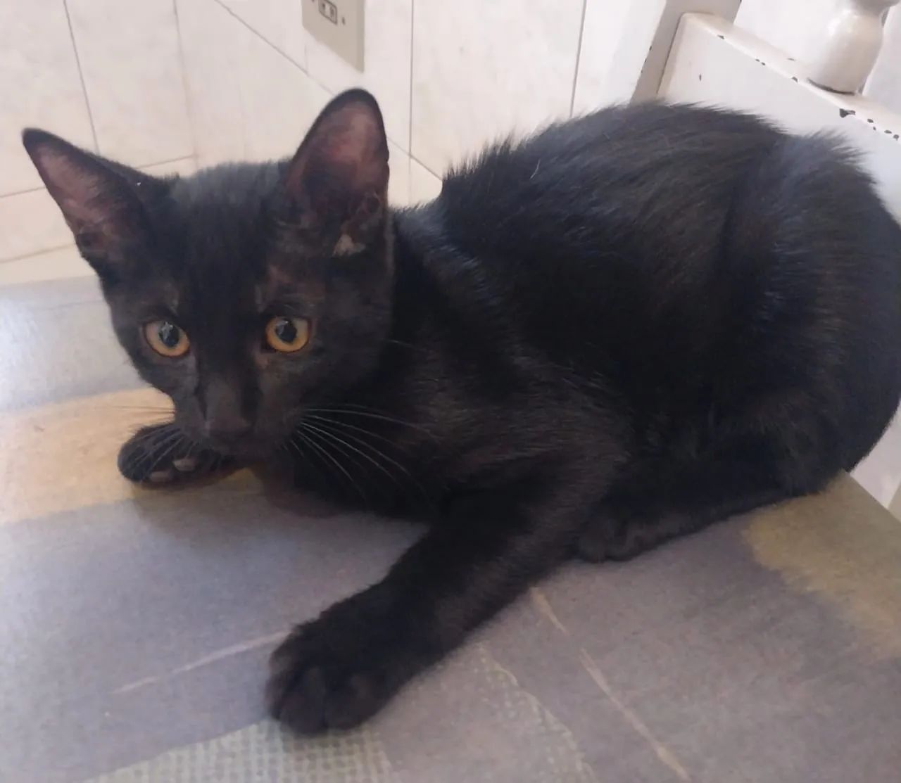 Doação 2 gatos filhotes (macho e fêmea) - Foto 4