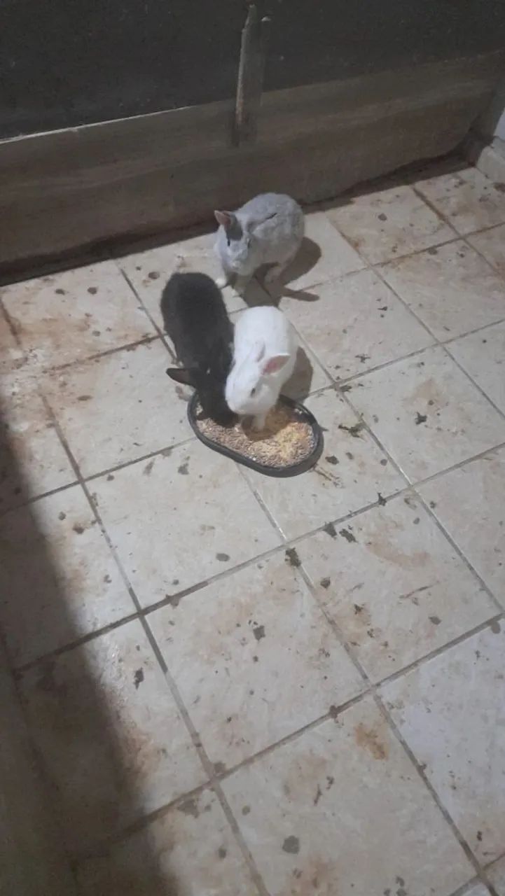 Coelhos 